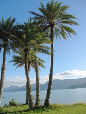 Palms - Kaneohe Bay