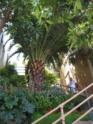 Havens Lane - giant palm, Russian Hill