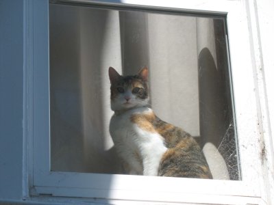 Cat in window, Russian Hill