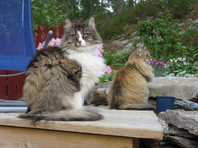 Amy and Dina (Norwegian Forest Cats)