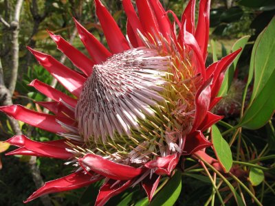  King protea - Kula Botanical Gardens, Maui