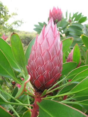 Red protea - Kula Botanical Gardens, Maui