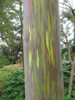 Painted eucalyptus - Kula Botanical Gardens, Maui
