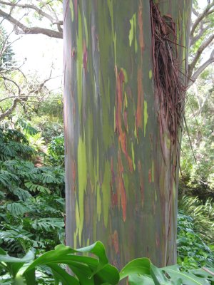 Painted eucalyptus - Kula Botanical Gardens, Maui