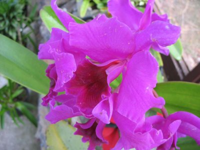 Bright purple orchids - Kula Botanical Gardens, Maui