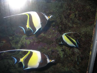 Moorish Idols - Maui Ocean Center