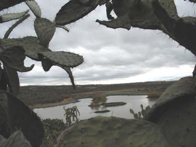 Cactus and lake, El Charco del Ingenio botanical garden, San Miguel de Allende