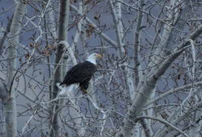 Bald Eagle 0209-3j Yakima Canyon
