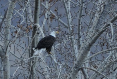 Bald Eagle 0209-3j  Yakima Canyon