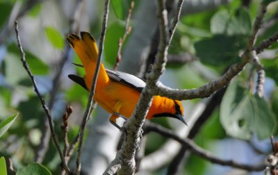 Bullocks Oriole 0509-6j  Hardy Canyon