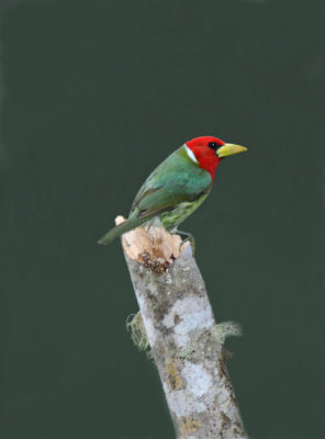 Red-headed Barbet  011310-4j  Tandaypa