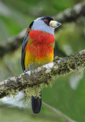 Toucan Barbet  011010-1j  Sachatina