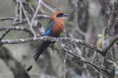 Rufous Motmot  010910-1j  Septimo Paraiso