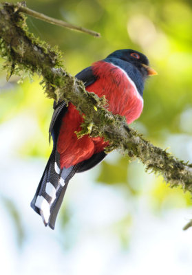 Masked Trogon  011410-1j  Tandaypa