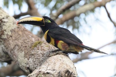 Many-banded Aracari  012110-1j  Sani