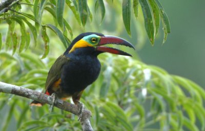 Golden-collard Toucanet  012110-1j  Sani