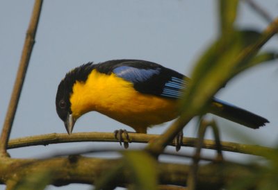 Blue-winged Mountain Tanager  011010-1j  Mindo