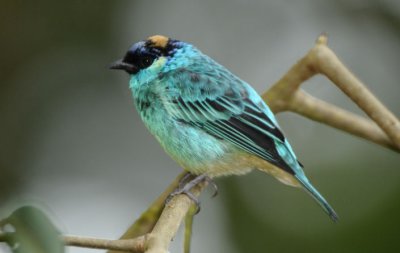 Golden-naped Tanager  011010-2j  Sachatina