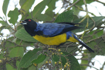 Hooded Mountain Tanager 011410-1j Tandaypa