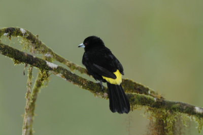 Lemon-rumped Tanager 011010-1j Sachatina