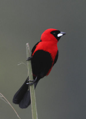 Masked Crimson Tanager  012210-2j  Sani