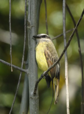 Social Flycatcher  011510-1j  Tandaypa