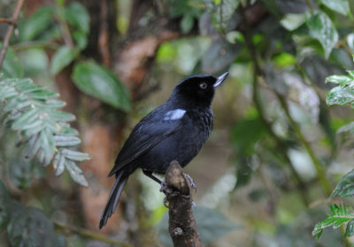 Glossy Flowerpiercer  011610-5j  Yanacocha