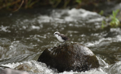 White-capped Dipper  011510-3j  Alambi