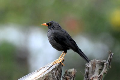 Great Thrush  012210-1j  San Jorge