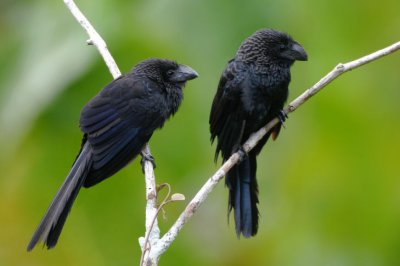 Smooth-billed Ani  011910-5j  Sani