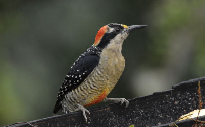 Black-cheeked Woodpecker 011210-1j  Puerto Vicente