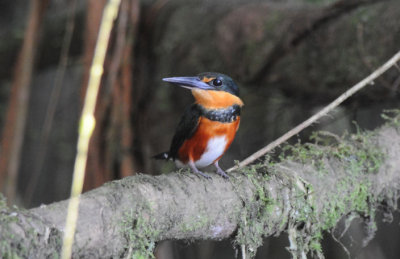 Pygmy Kingfisher  012010-2j  Sani