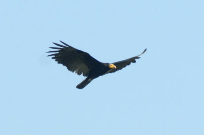 Yellow-headed Vulture  012010-1  Sani