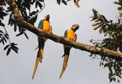 Blue and Yellow Macaw  012210-2j  Sani