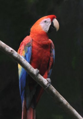 Scarlet Macaw  012010-5j  Yasuni