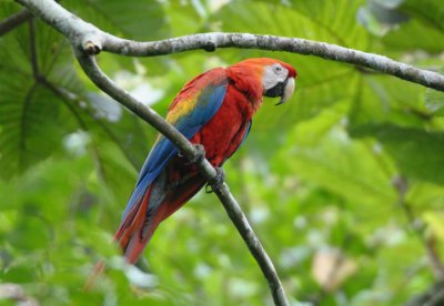 Scarlet Macaw  012010-7j  Yasuni