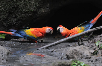 Scarlet Macaws  012010-4j  Yasuni