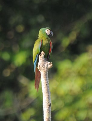 Chestnut-fronted Macaw 011910-3j Sani