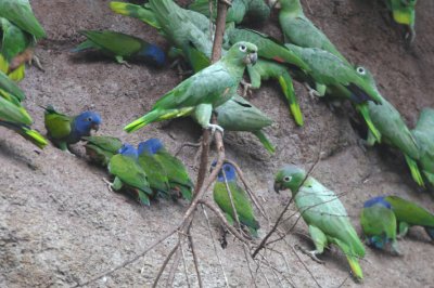 Blue-headed Parrot  012010-1j  Yasuni