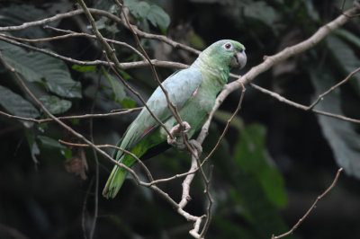 Mealy Amazon Parrot 012010-5j Yasuni