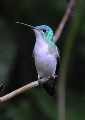 Andean Emerald  011210-3j  Septmo Paraiso