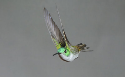 Andean Emerald  011210-1j Tandaypa