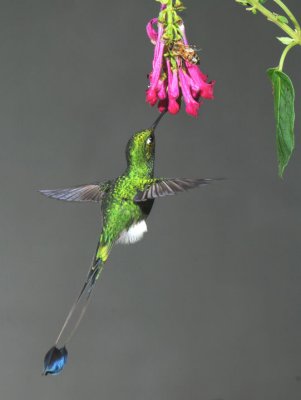 Booted Racket-tail  011510-5j  Tandaypa