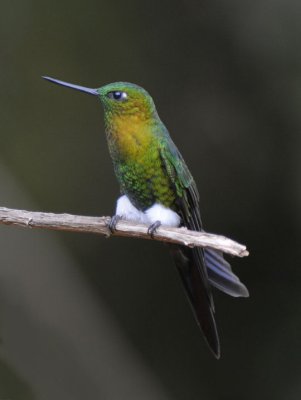 Golden-breasted Puffleg  011610-2j  Yanacocha