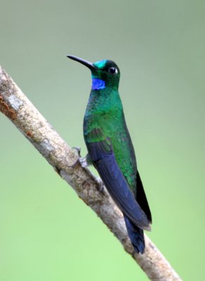 Green-crowned Brilliant 010910-5j Septimo Paraiso