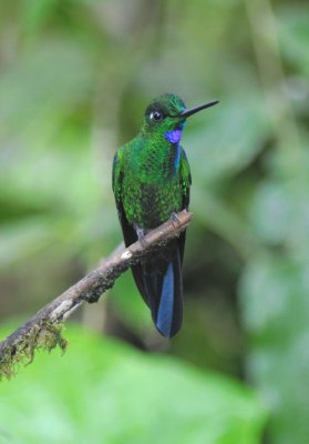 Green-crowned Brilliant  010910-4j  Septimo Paraiso