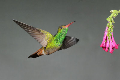 Rufous-tailed  011510-3j  Tandaypa