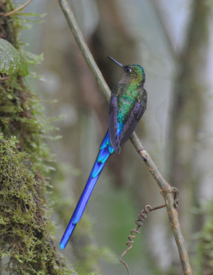 Violet-tailed Sylph  011110-2j  Angel's