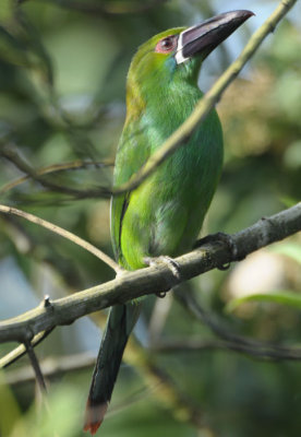 Crimson-rumped Toucanet  011110-3j  Mindo