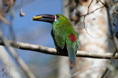 Crimson-rumped Toucanet  011110-4j  Tandayapa